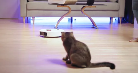 Cat Play on Robot Vacuum in Modern Home. Smartly lit modern living room Stock Footage 275492566