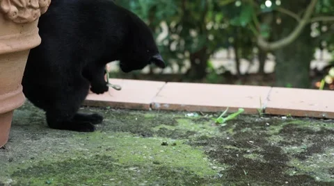 Cat play with snake Stock Footage 53267086