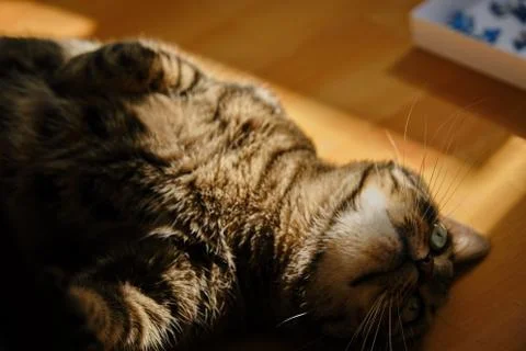 Cat play with sunlight Stock Photos
