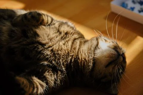 Cat play with sunlight Stock Photos