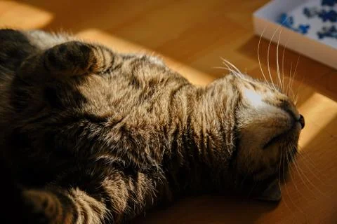 Cat play with sunlight Stock Photos