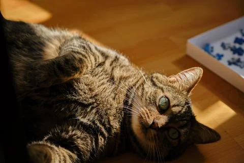 Cat play with sunlight Stock Photos