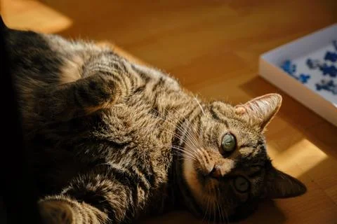 Cat play with sunlight Stock Photos