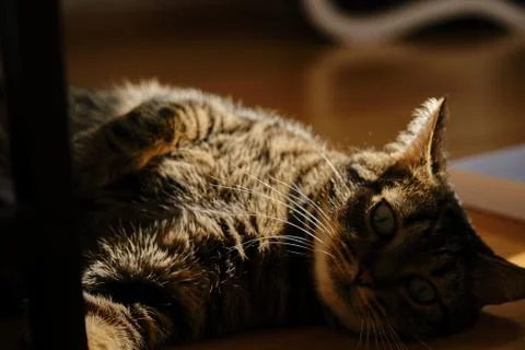 Cat play with sunlight Stock Photos