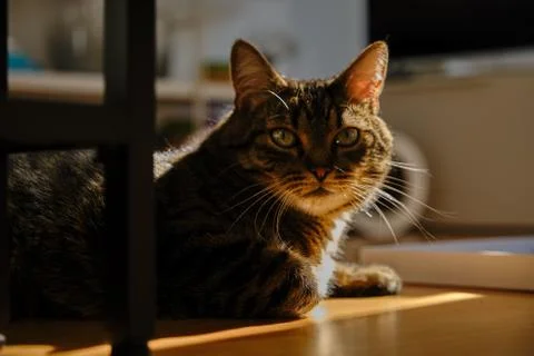 Cat play with sunlight Stock Photos
