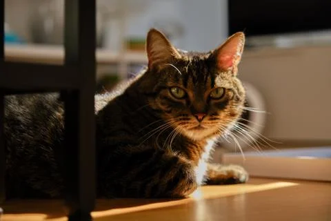 Cat play with sunlight Stock Photos