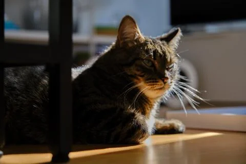 Cat play with sunlight Stock Photos