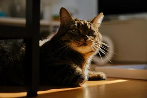Cat play with sunlight Stock Photos