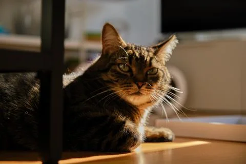 Cat play with sunlight Stock Photos