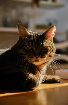 Cat play with sunlight Stock Photos