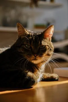 Cat play with sunlight Stock Photos