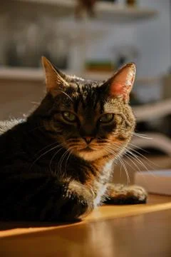 Cat play with sunlight Stock Photos