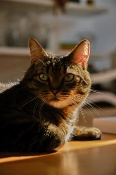 Cat play with sunlight Stock Photos
