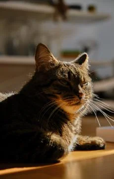 Cat play with sunlight Stock Photos