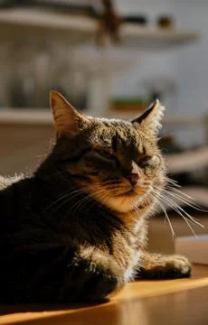 Cat play with sunlight Stock Photos