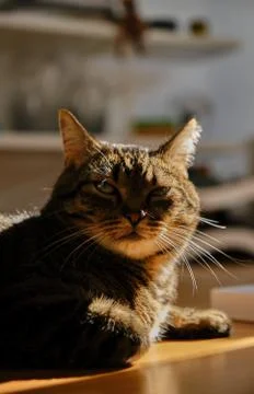 Cat play with sunlight Stock Photos