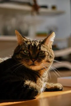 Cat play with sunlight Stock Photos