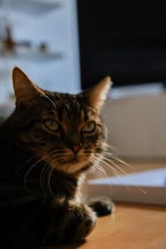 Cat play with sunlight Stock Photos