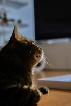 Cat play with sunlight Stock Photos