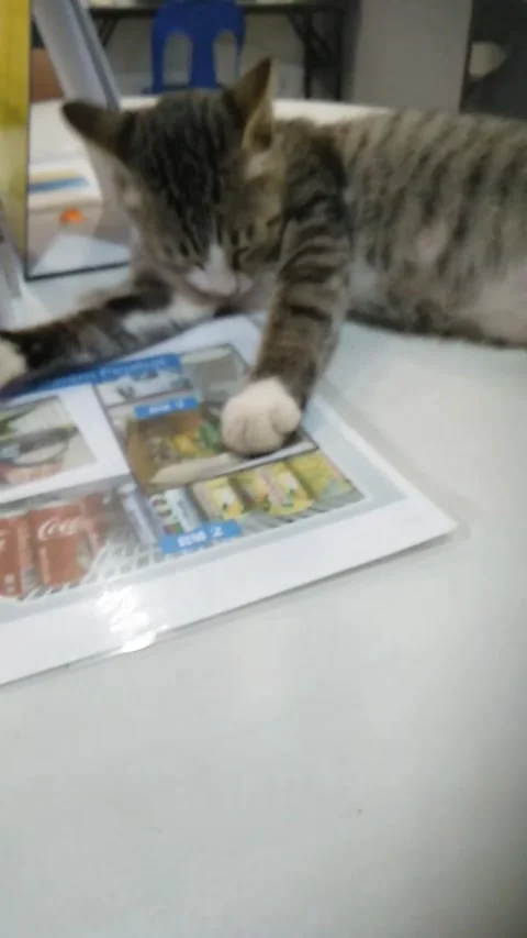 Cat play on the table Video stock 236445864