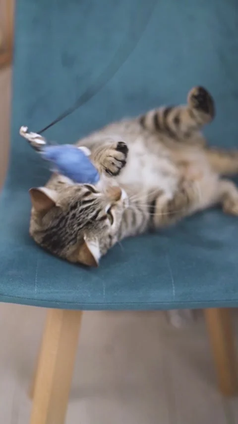 Cat Play vertical UGC Video of a Lazy Cat with Toys in a Living Room Stock Footage 306663364