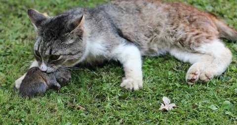 Cat play with vole on the grass Vídeos de archivo 231906688