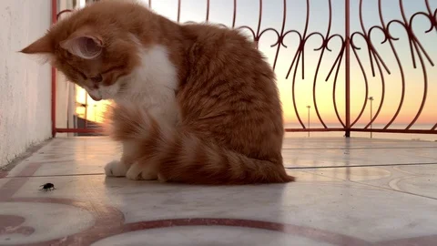 Cat is played with a fly Stock Footage 104911843