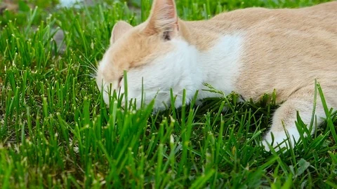 A cat is played on the grass. Close-up. Slow motion. Stock Footage 85421414
