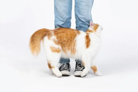 A Cat Playfully and Affectionately Interacts with its Owner in a Comfortable Foto stock