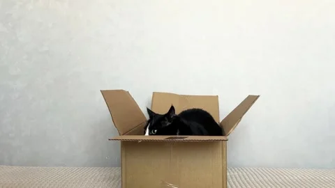 Cat playfully hides in cardboard container. Humorous pet situations and basic Stock Footage 314896959