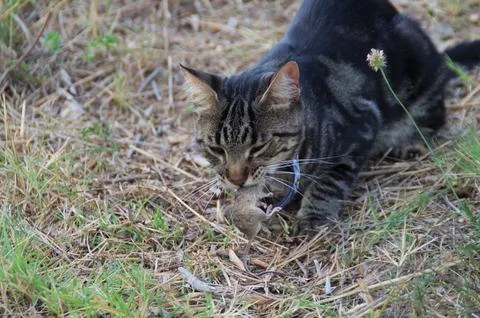 A cat playin with mouse Stock Photos