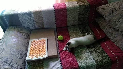 The cat is playing-2 Stock Footage 156175366