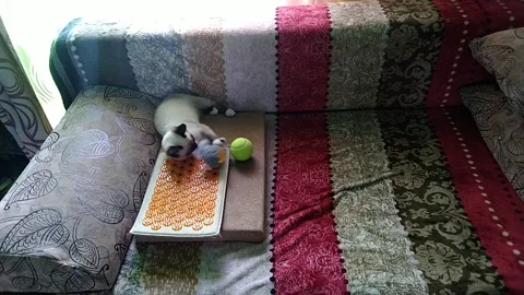 The cat is playing-3 Stock Footage 156175377