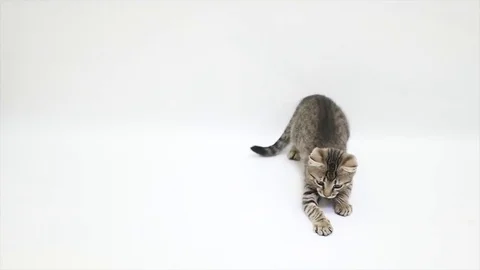 Cat playing against a white background,slow motion Stock Footage