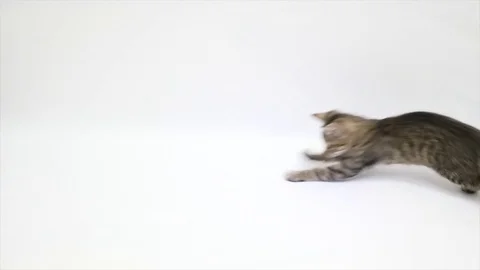 Cat playing against a white background,slow motion Video stock 79538454