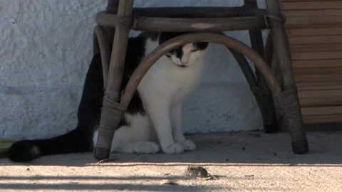Cat playing and eating a mouse Stock Footage 151570956