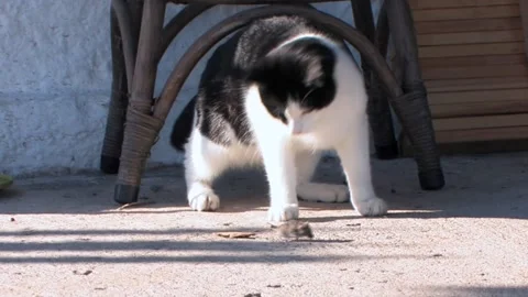 Cat playing and eating a mousekarpathos Stock Footage 151570997
