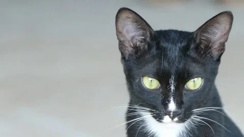 Cat Playing and Looking Stock Footage 82971314