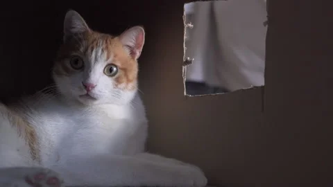 Cat Playing And Looking inside a box. Stock Footage 140247957