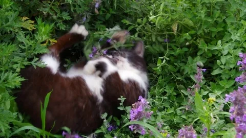 Cat playing and smelling in catmint Stock Footage 71003645