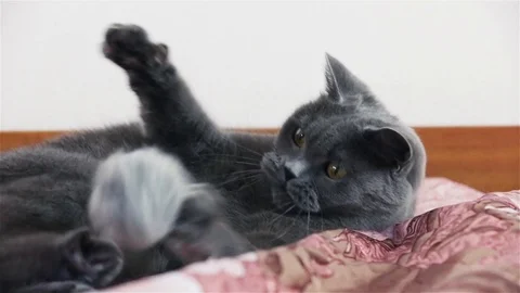 Cat playing with ball Stock Footage 89702163