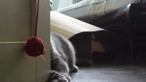 Cat playing with a ball Stock Footage 157718301