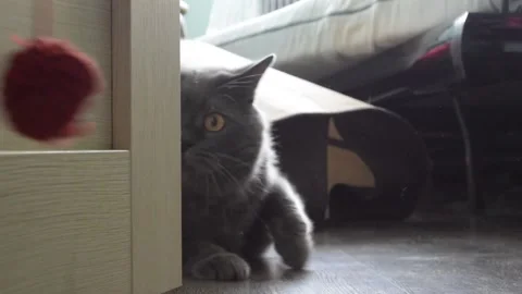 Cat playing with a ball Stock Footage 157718307