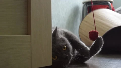 Cat playing with a ball Stock Footage 157718308