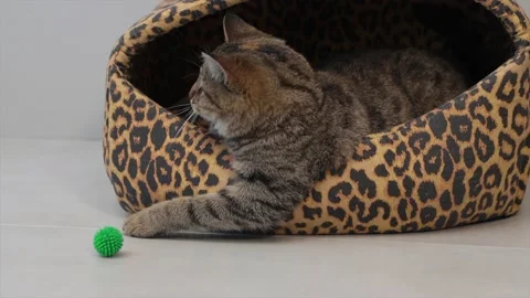 Cat playing the ball in her cat house Stock Footage 172393812