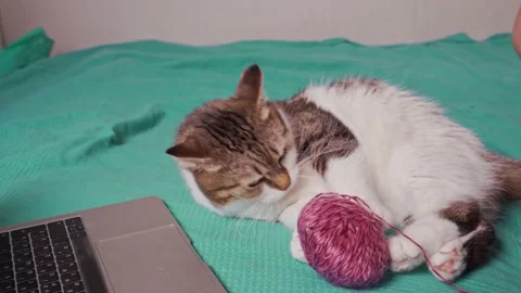 cat playing with a ball of thread Stock Video Pond5