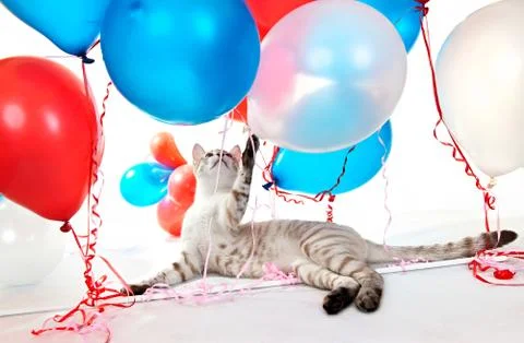 Cat playing with balloons. Stock Photos