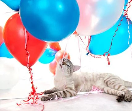 Cat playing with balloons. Foto stock
