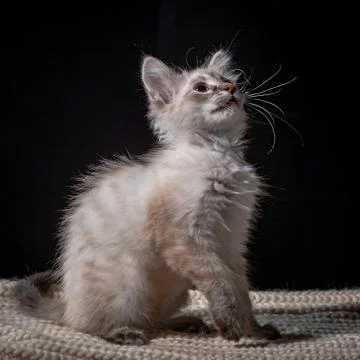 Cat playing on a black background Stock Photos