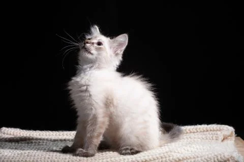Cat playing on a black background Stock Photos